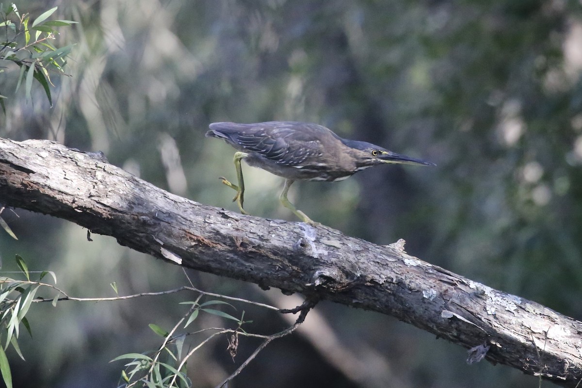 Striated Heron - Jim Stone