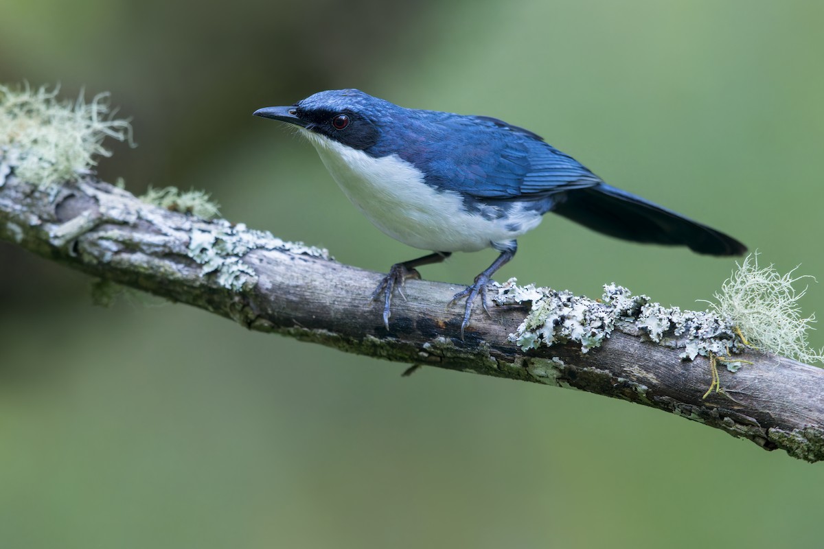 Blue-and-white Mockingbird - ML599896471