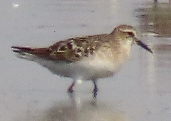 Baird's Sandpiper - Jon G.