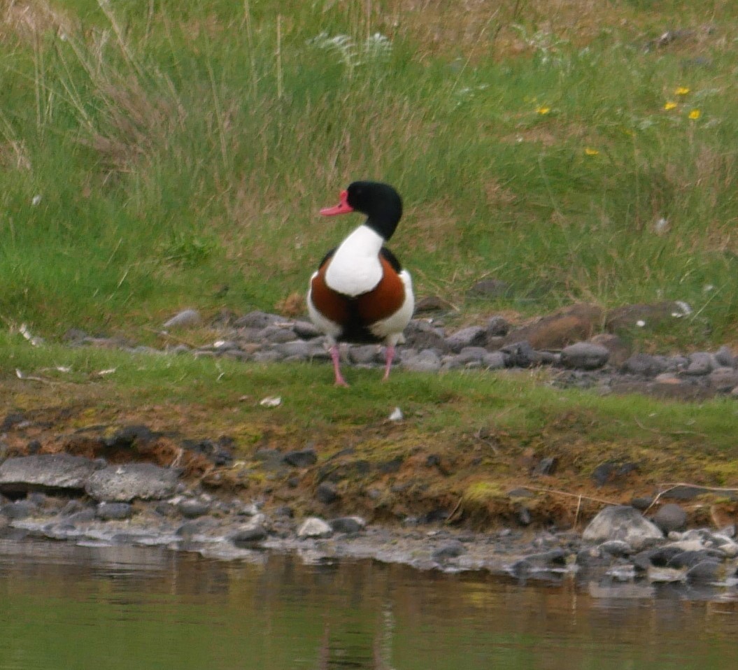 Common Shelduck - ML599897421