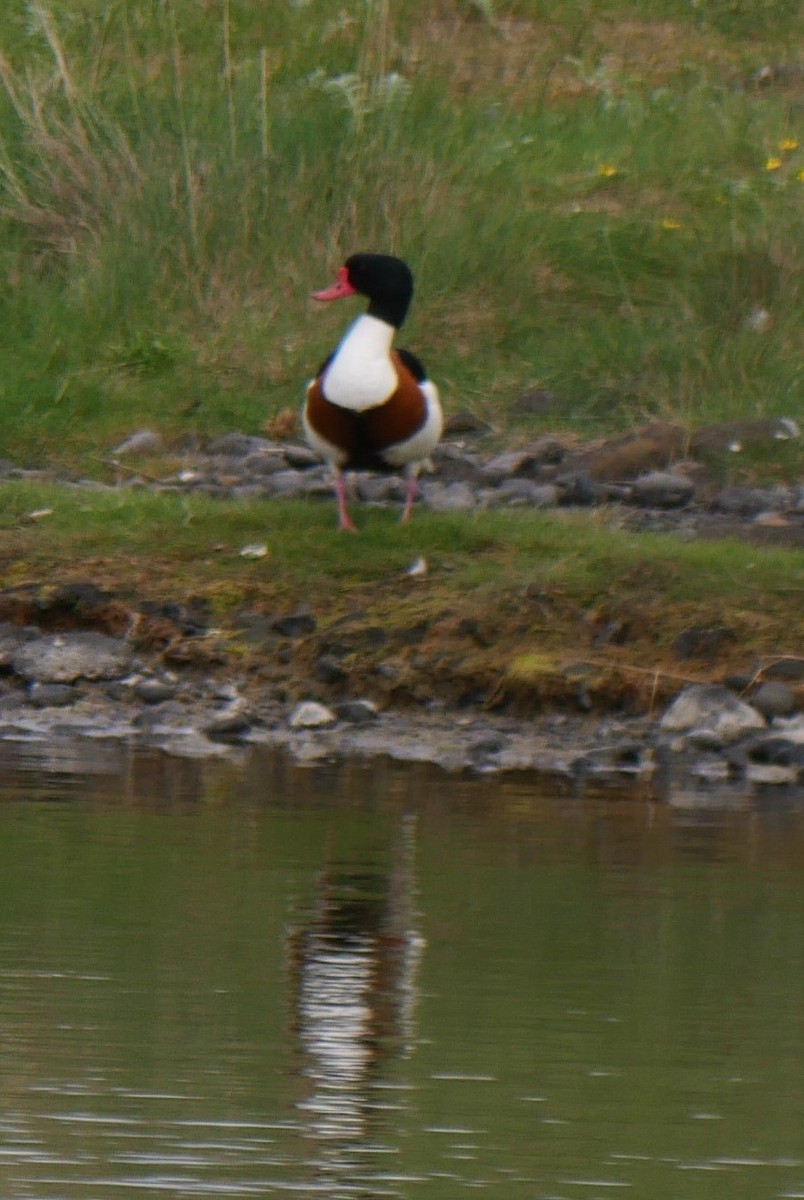 Common Shelduck - ML599897431