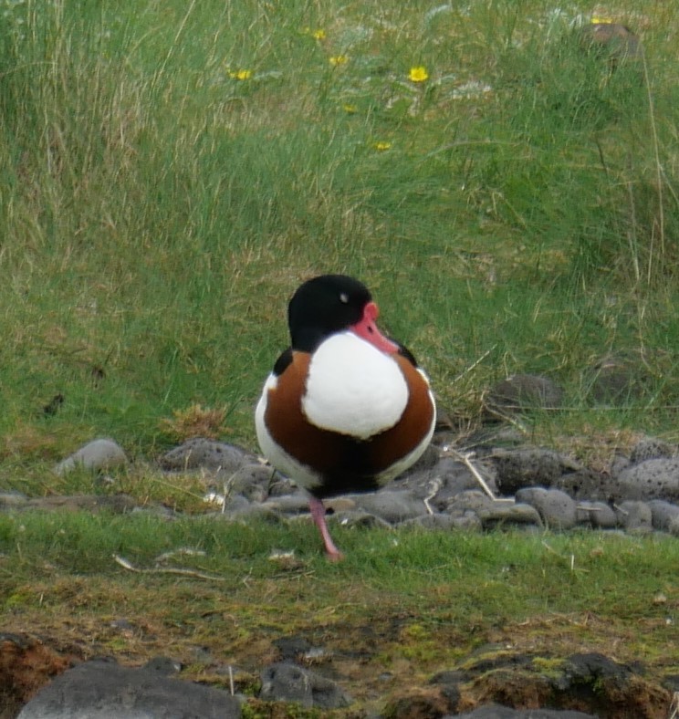 Common Shelduck - ML599897441