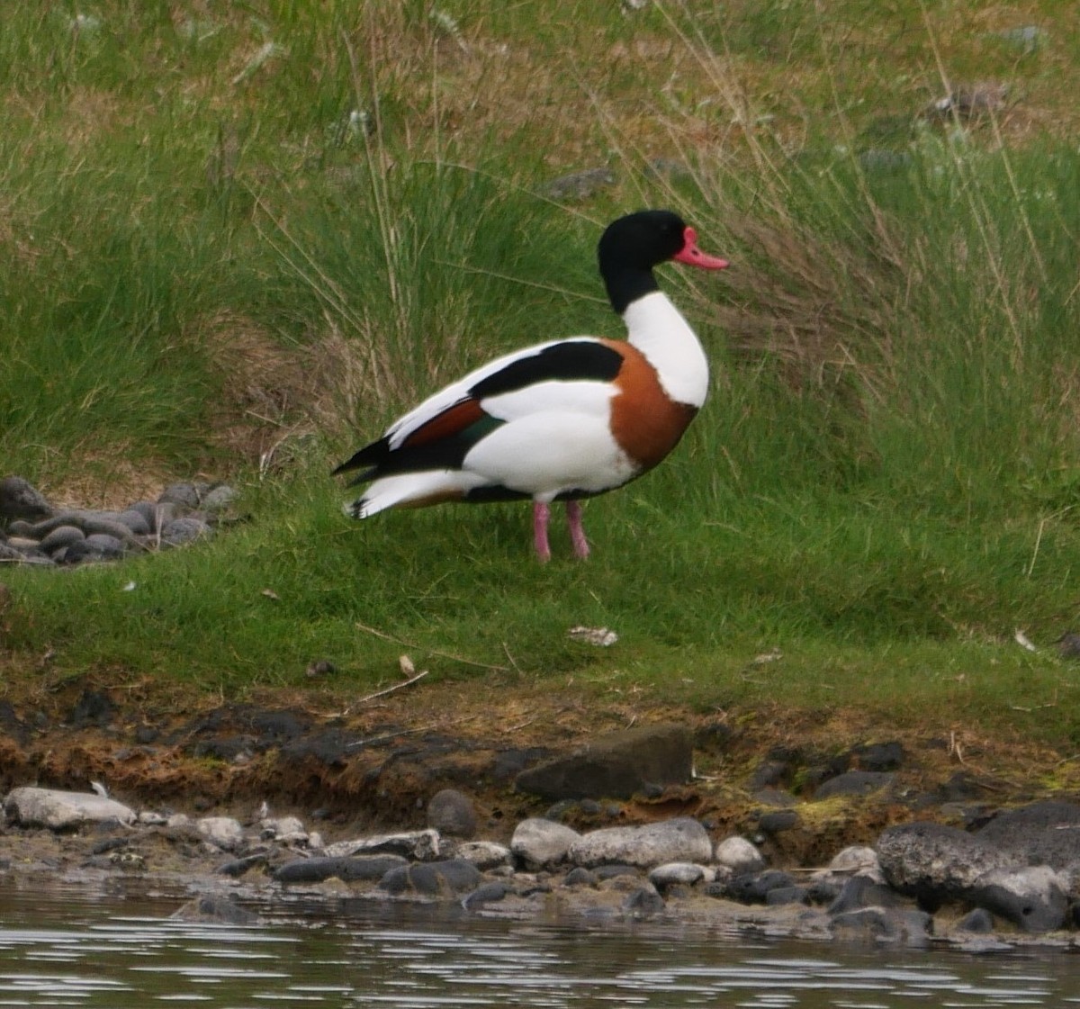 Common Shelduck - ML599897461