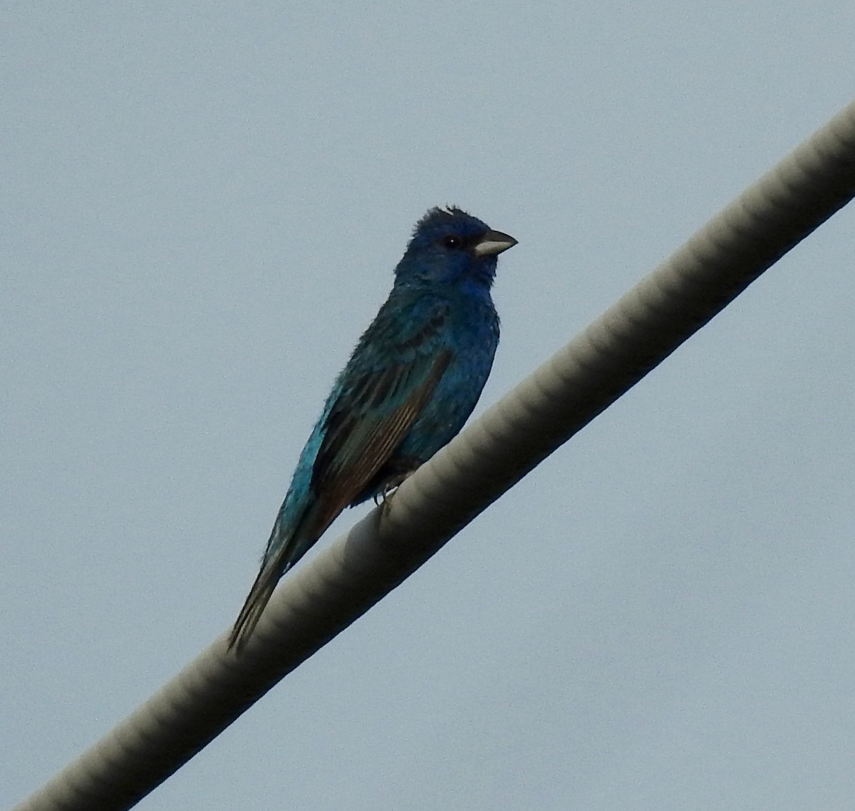 Indigo Bunting - ML599899401