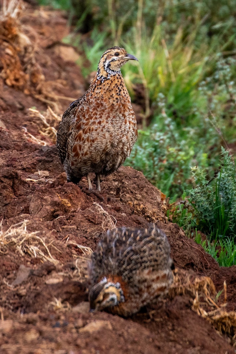 Francolín Etíope (elgonensis) - ML599899451