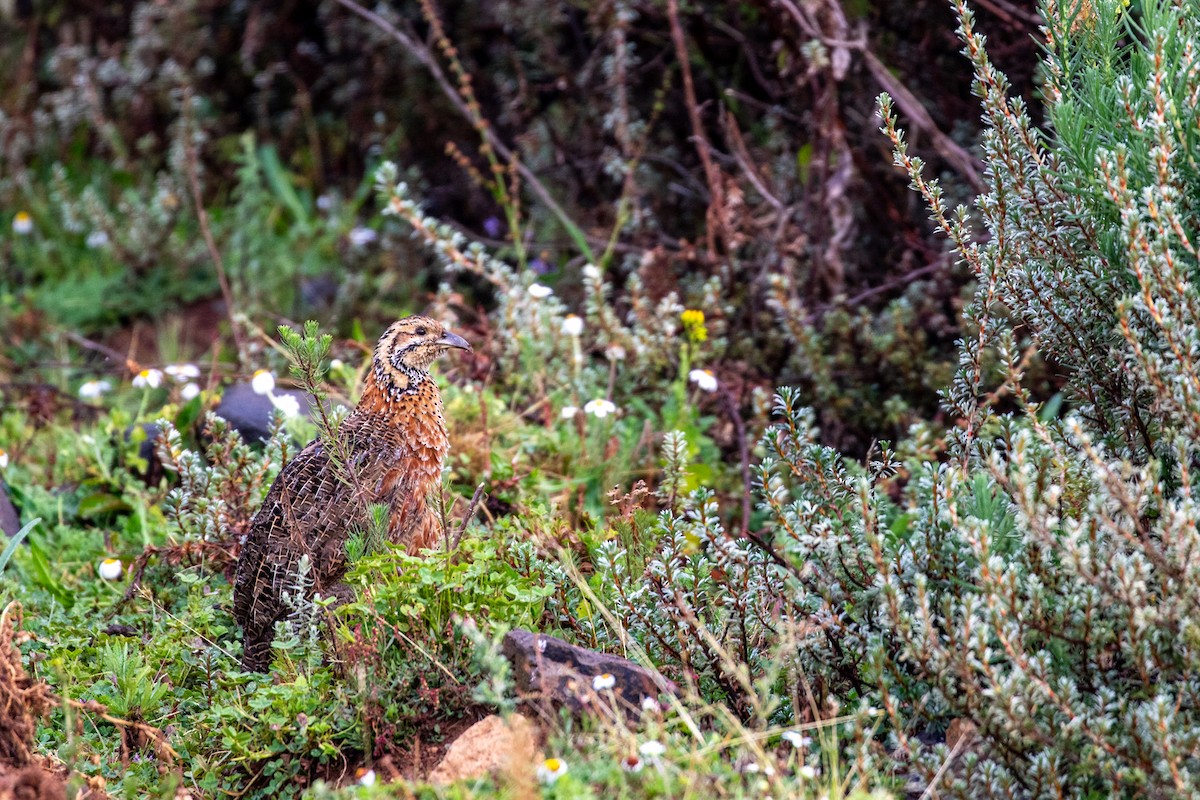 Elgon Francolin - ML599899461