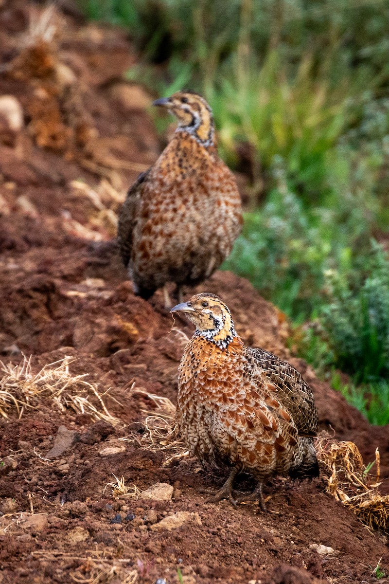 Francolín Etíope (elgonensis) - ML599899471