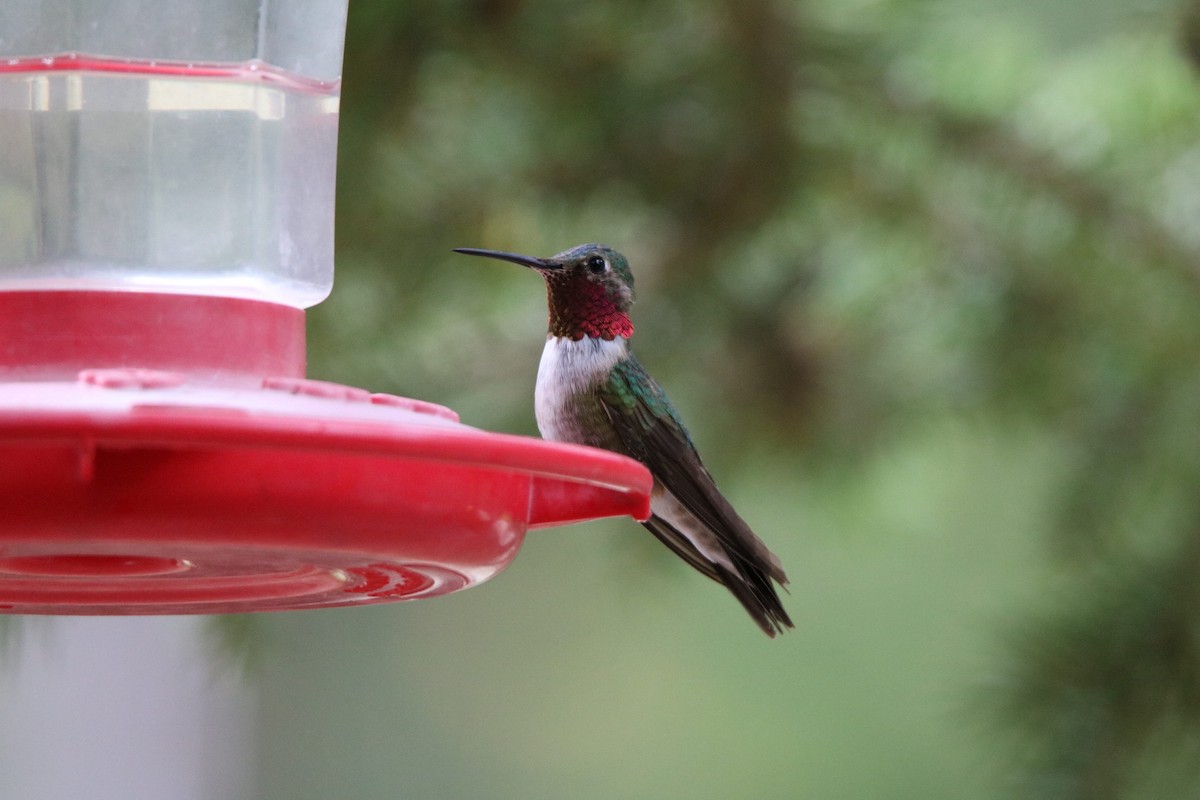 Broad-tailed Hummingbird - ML599899911