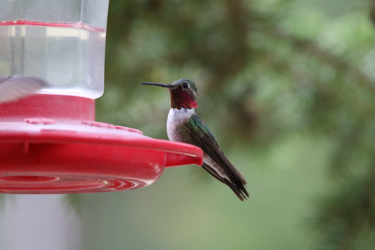 Broad-tailed Hummingbird - ML599899921
