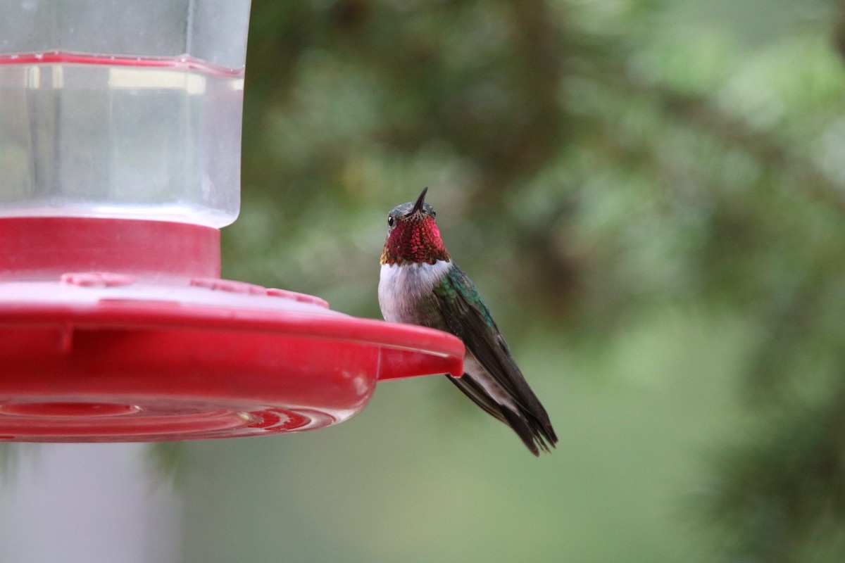 Broad-tailed Hummingbird - ML599899931