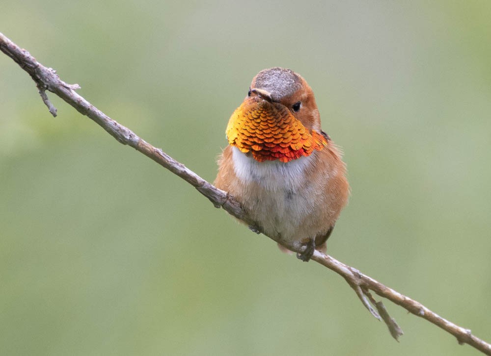 Rufous Hummingbird - ML599900481