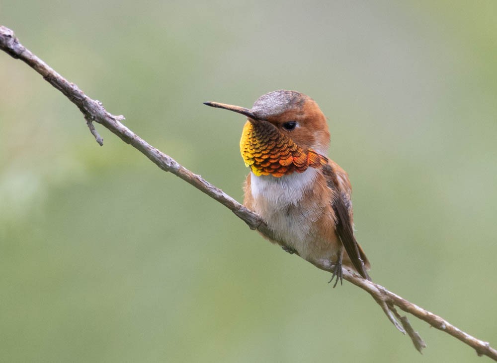 Rufous Hummingbird - ML599900491