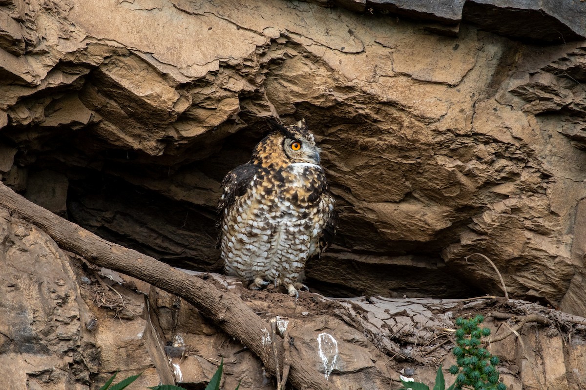 Cape Eagle-Owl (Northern) - ML599902441