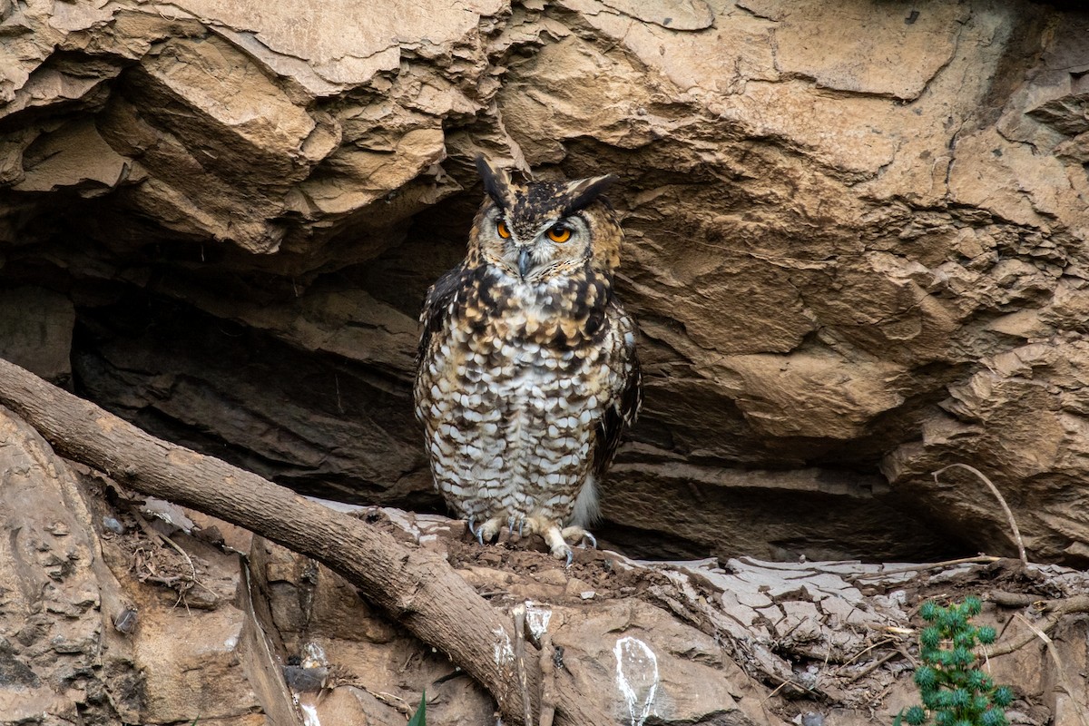 Cape Eagle-Owl (Northern) - ML599902451