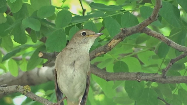 זמיר הירדן - ML599903001