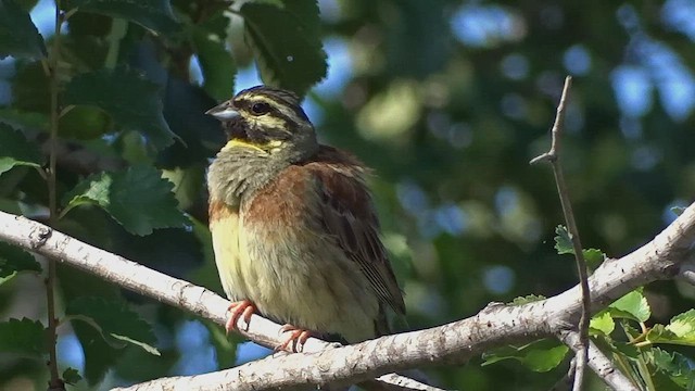 Cirl Bunting - ML599903471