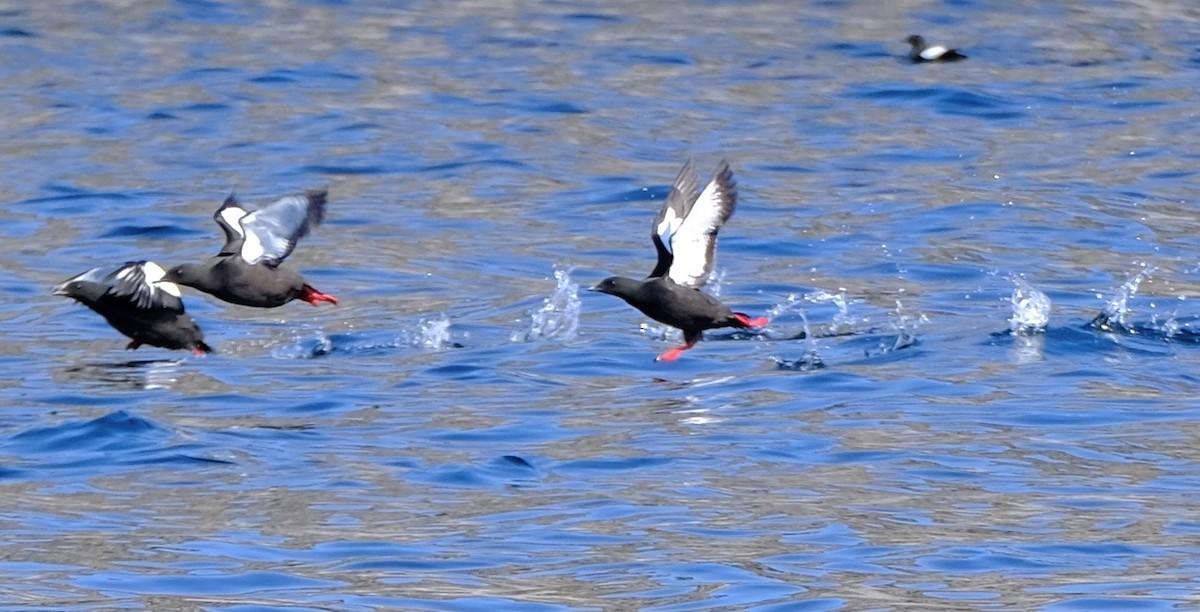 Black Guillemot - J Braun