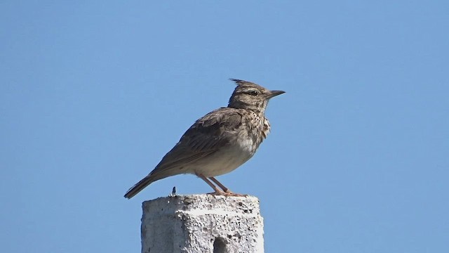 Crested Lark - ML599903621