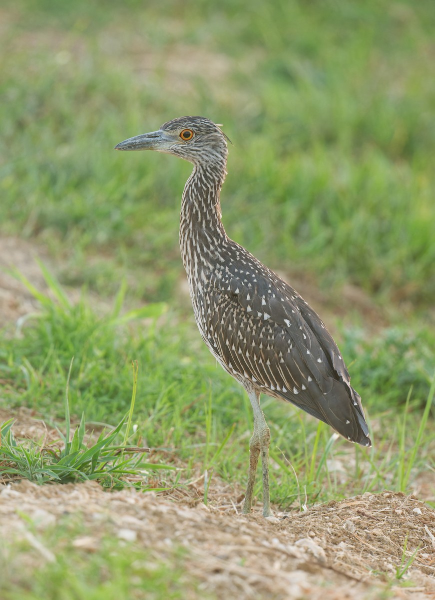 Yellow-crowned Night Heron - ML599903891