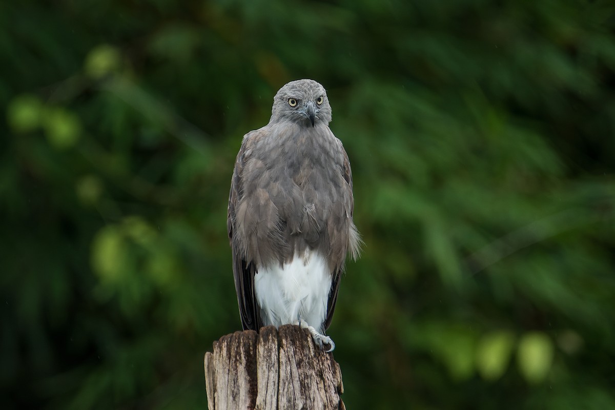 Lesser Fish-Eagle - ML599905211