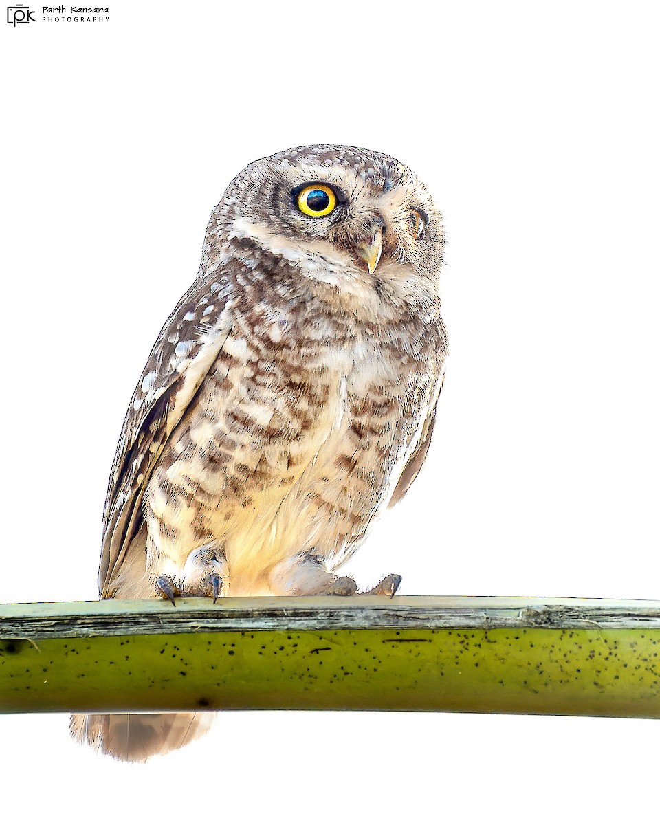 Spotted Owlet - Parth Kansara