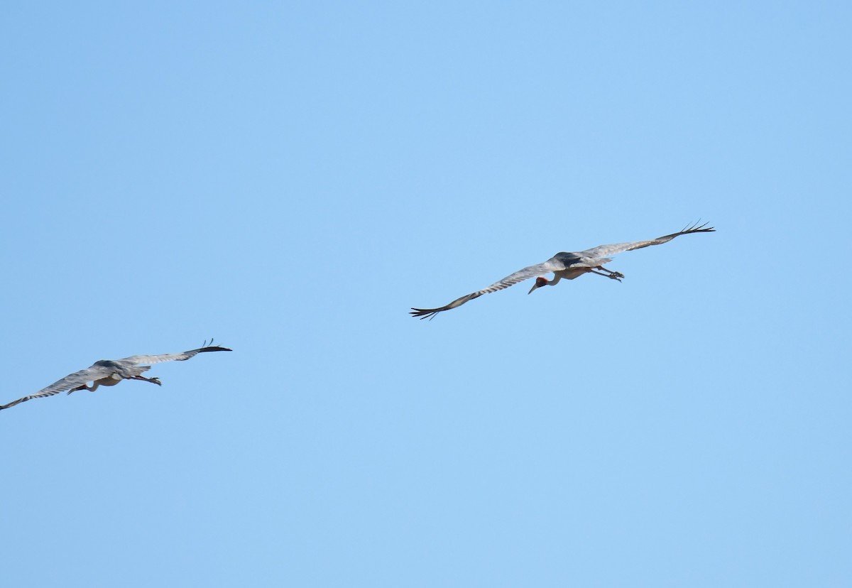 Sarus Crane - ML599906341