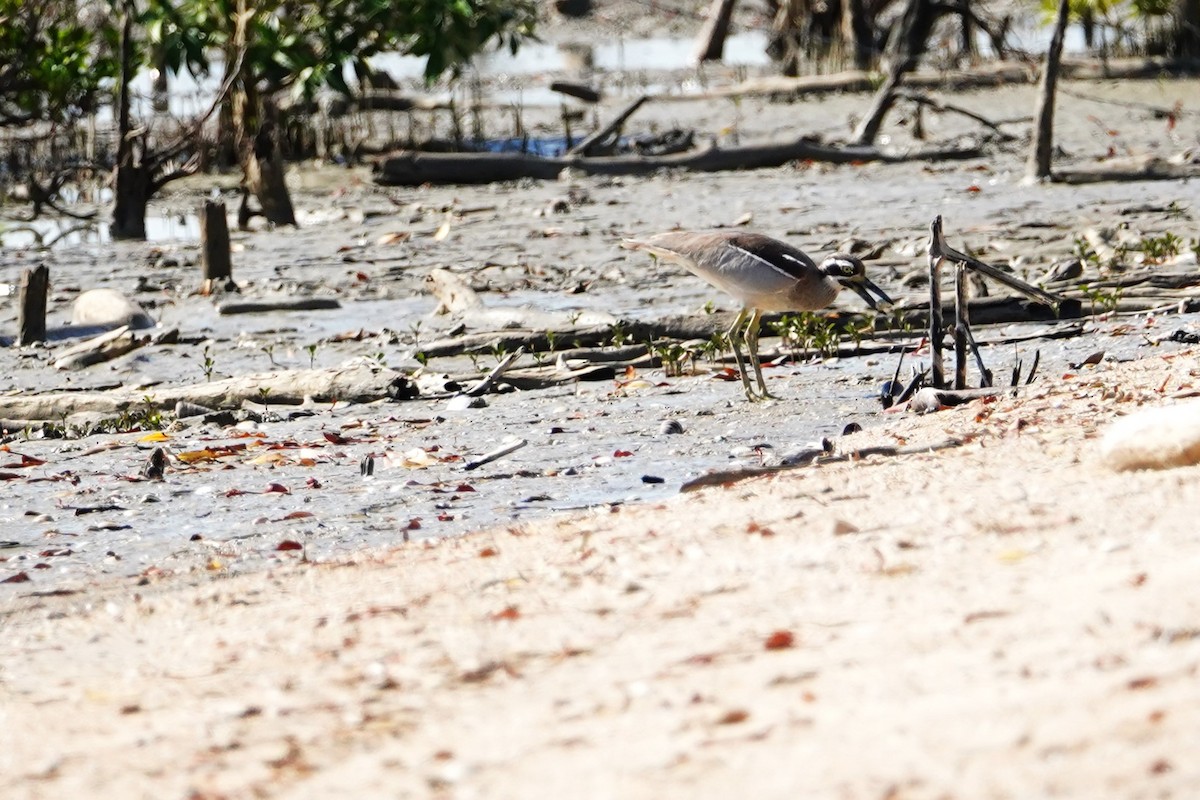 Beach Thick-knee - ML599906411