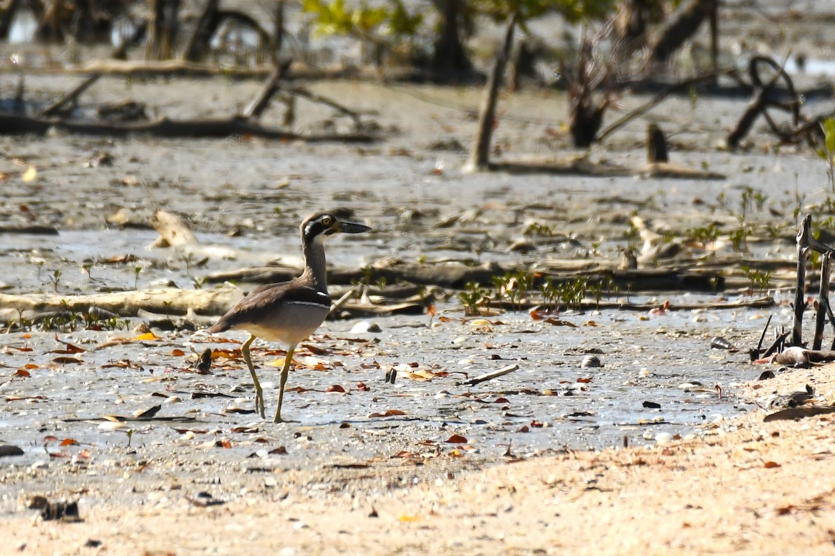 Beach Thick-knee - Trevor Ross