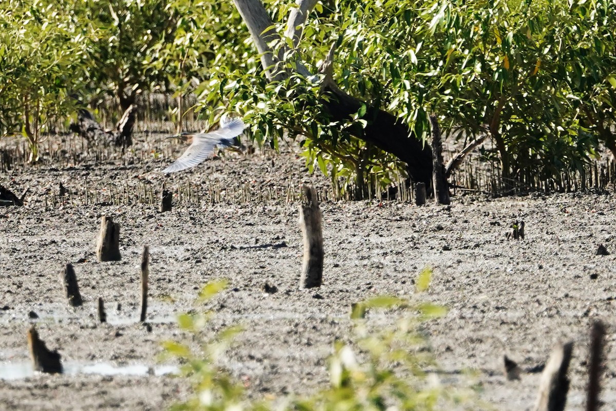 Striated Heron - ML599906451