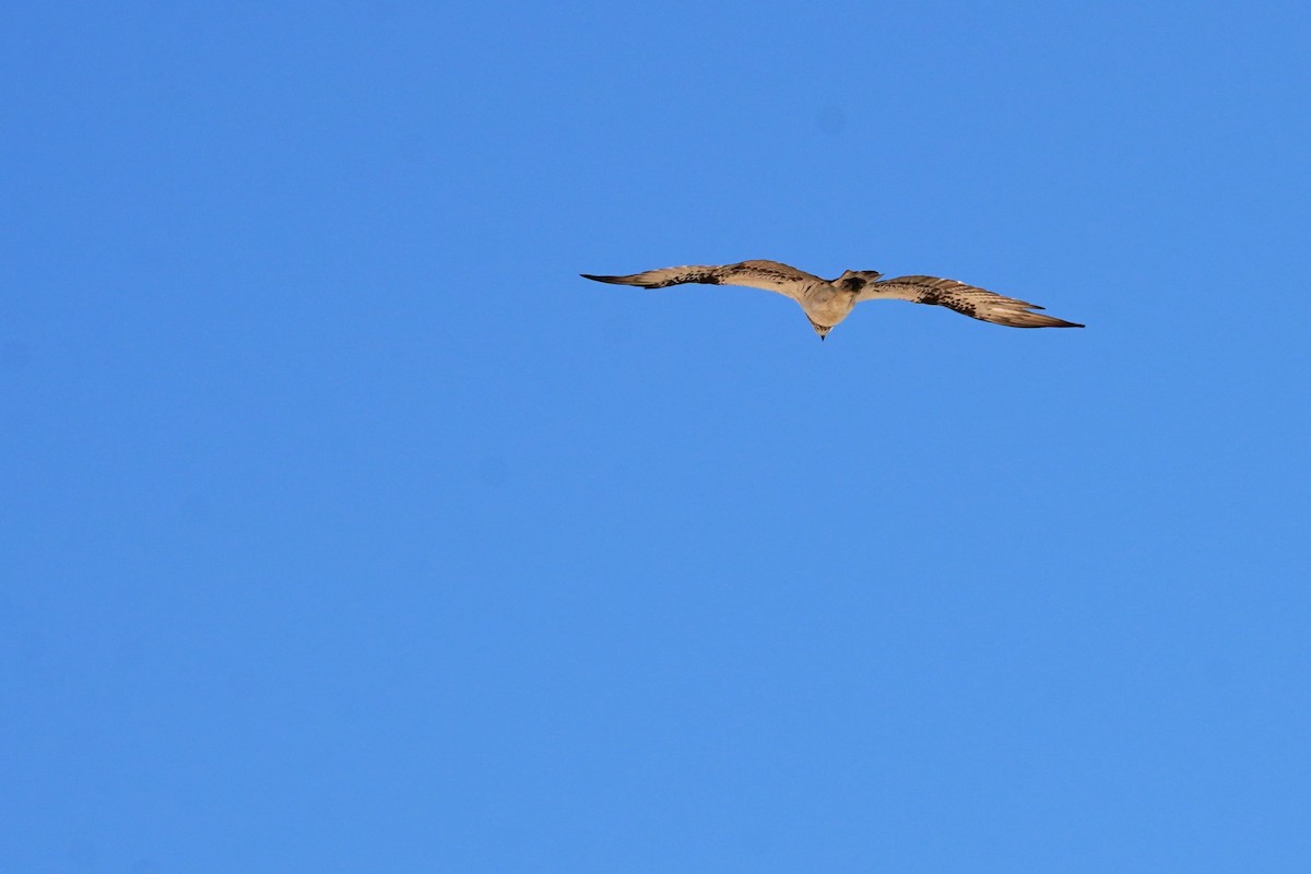 Osprey (Australasian) - ML599906461