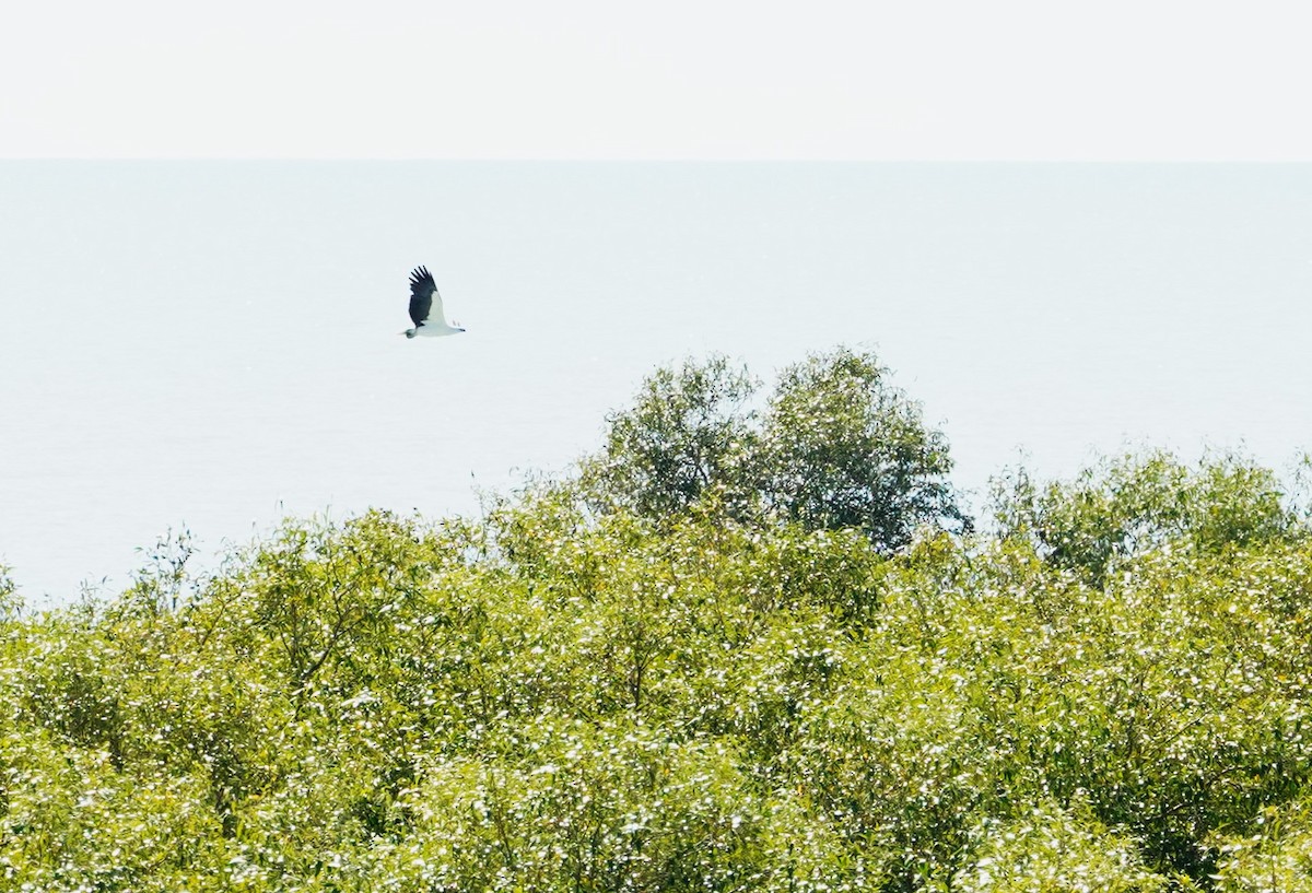 White-bellied Sea-Eagle - ML599906471