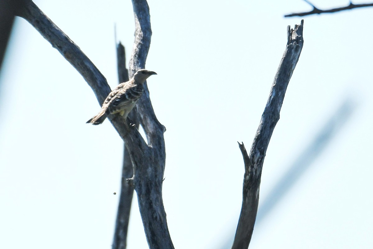 Great Bowerbird - ML599906481