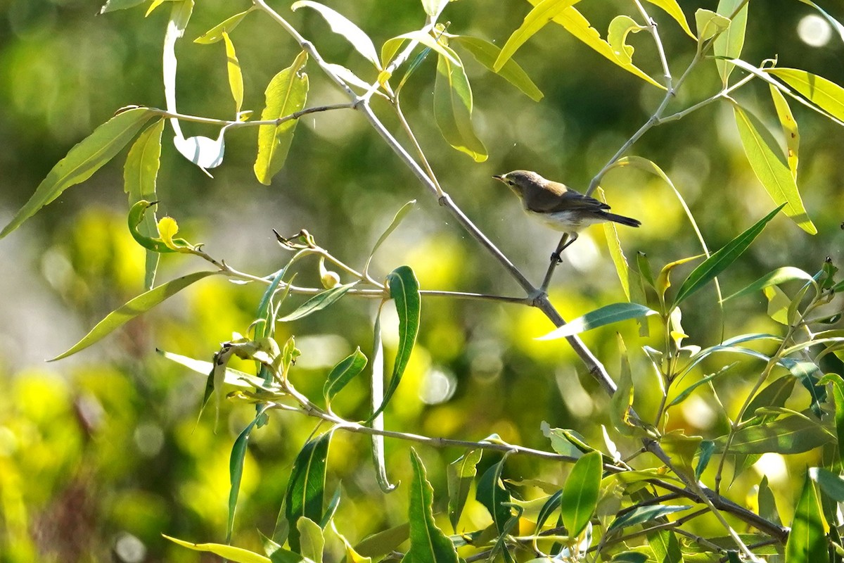 Mangrove Gerygone - ML599906521