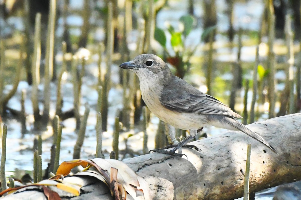 White-breasted Whistler - ML599906551