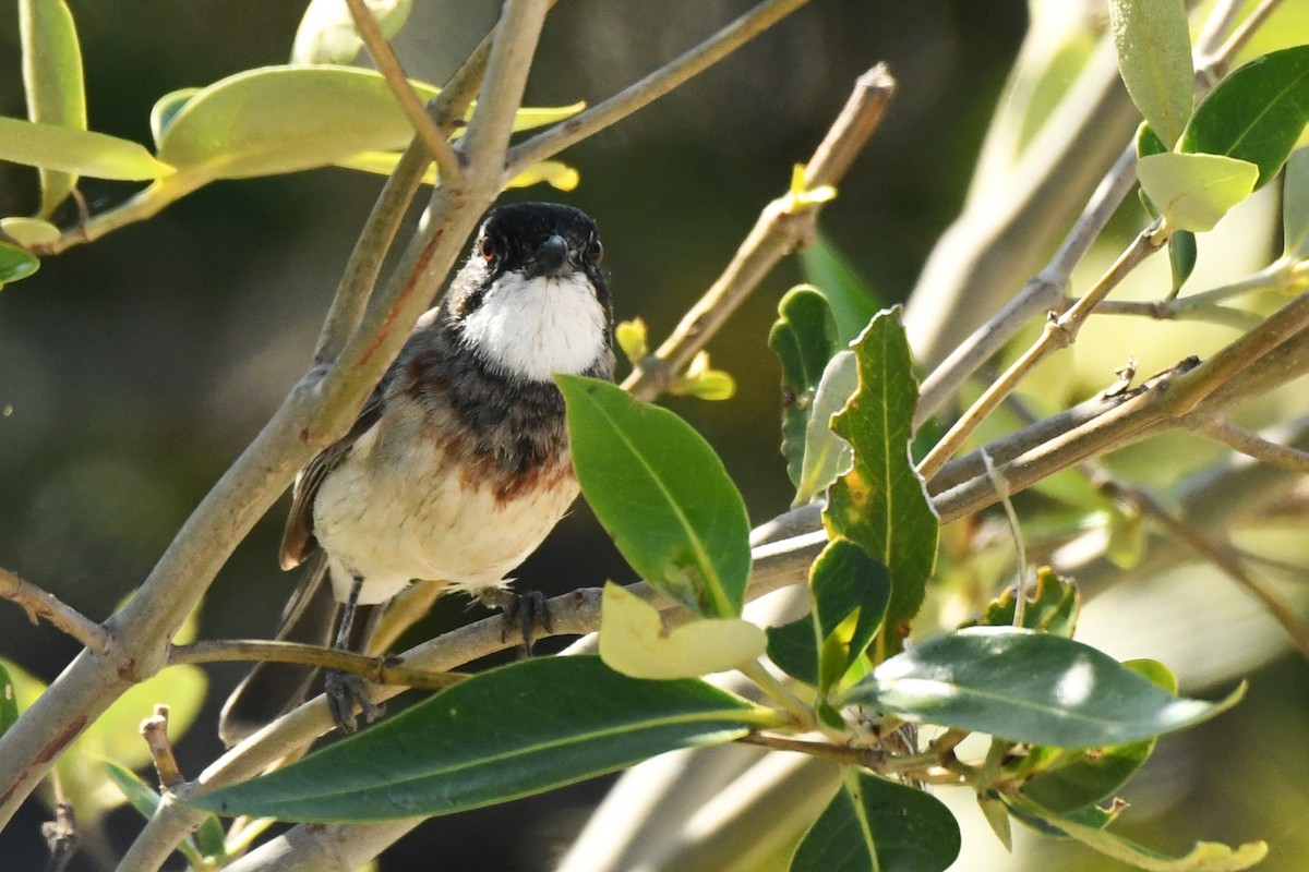 White-breasted Whistler - ML599906561