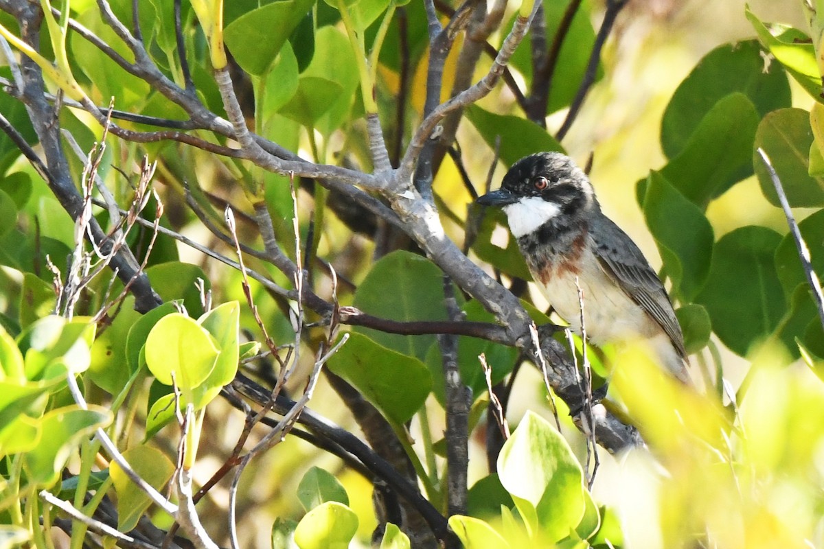 White-breasted Whistler - ML599906571