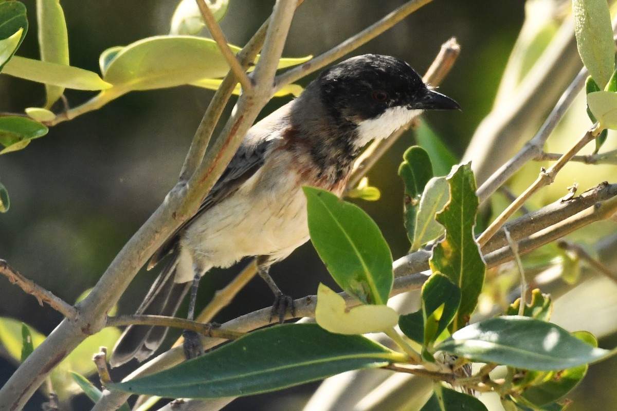 White-breasted Whistler - ML599906581