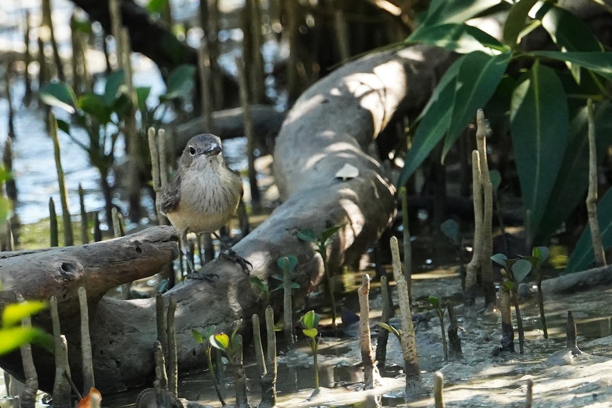 White-breasted Whistler - ML599906601