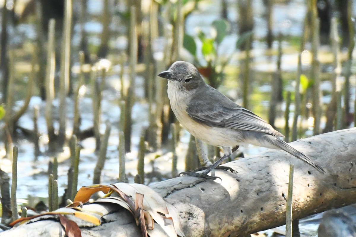 White-breasted Whistler - ML599906631