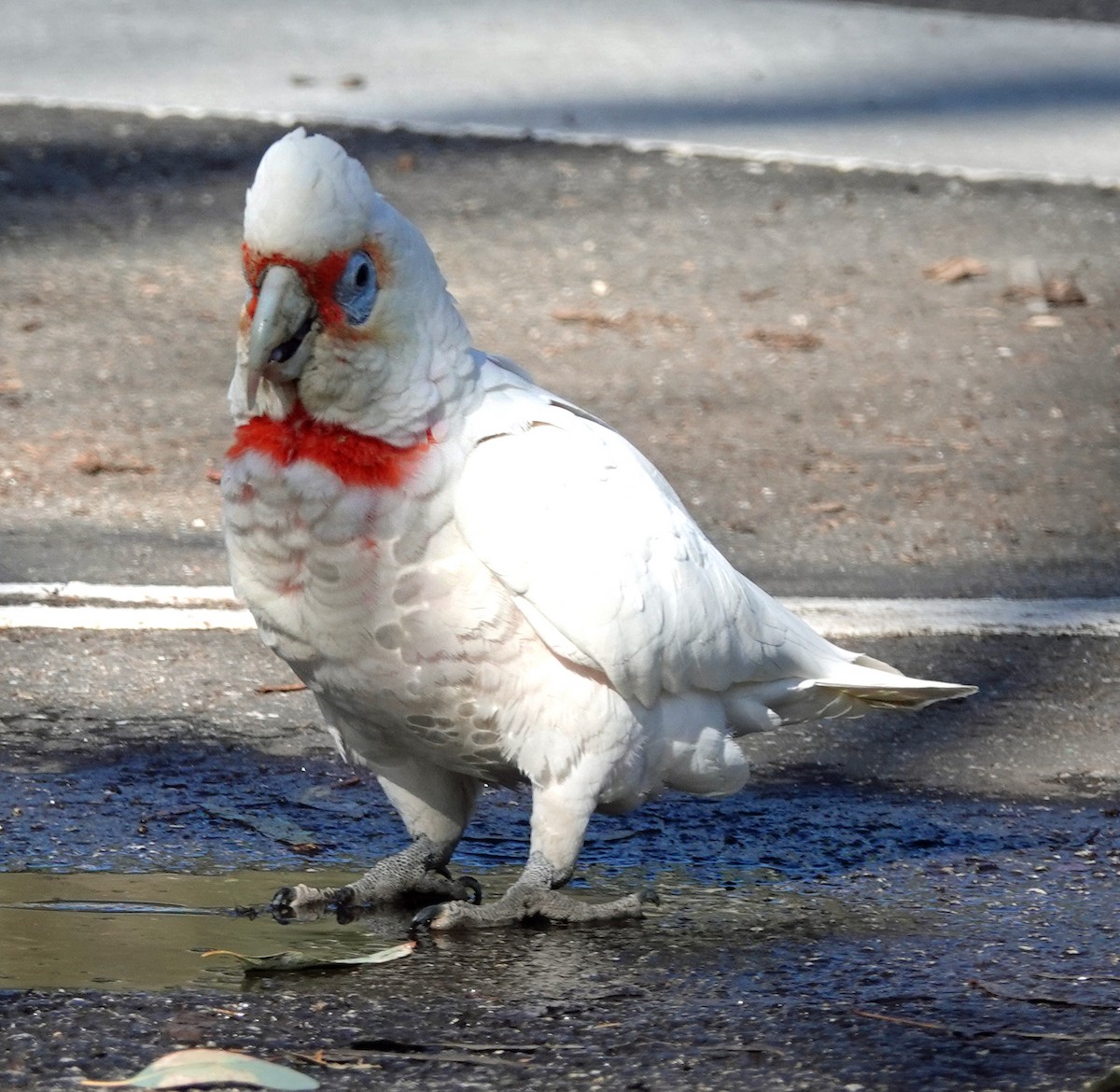 Long-billed Corella - ML599906671