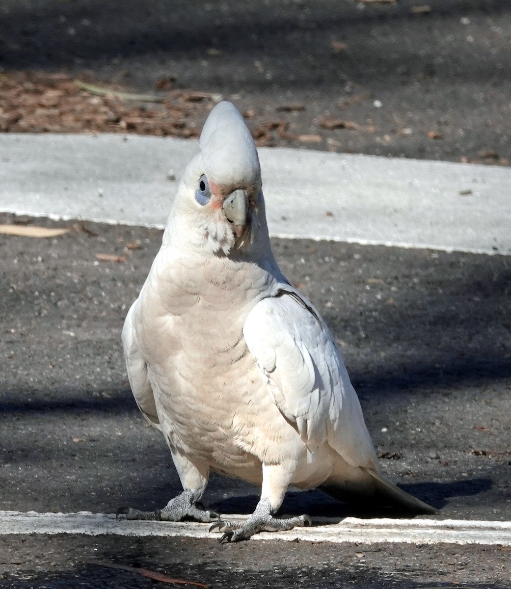 Little Corella - Russell Scott