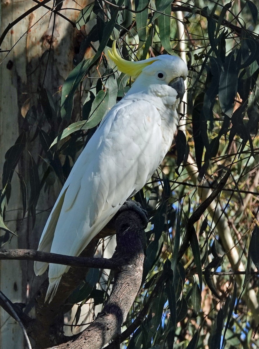 Sulphur-crested Cockatoo - ML599906691