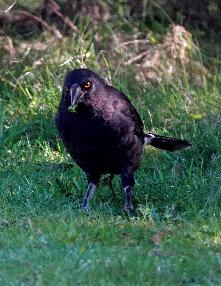 Pied Currawong - ML599906701