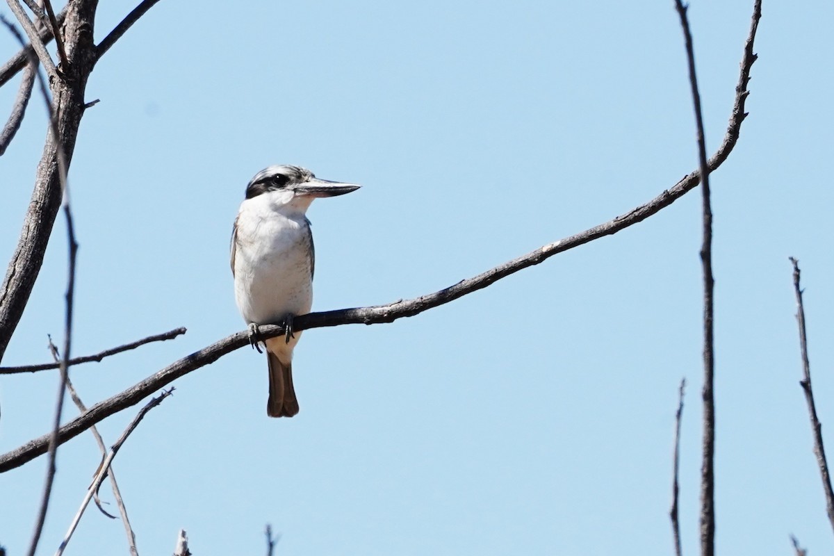 Red-backed Kingfisher - ML599906741