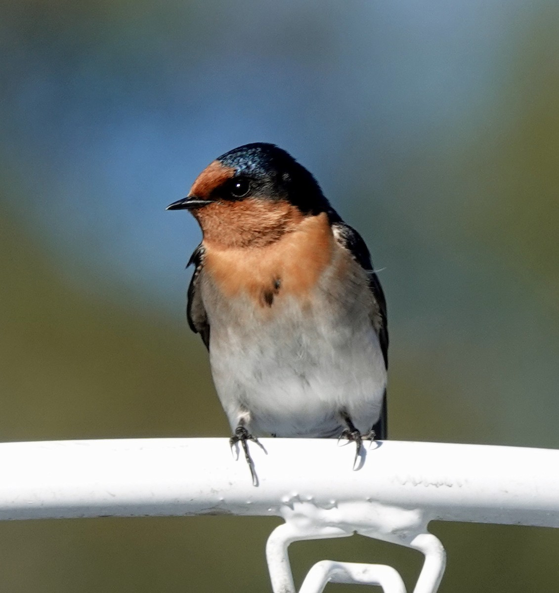 Golondrina Australiana - ML599906751