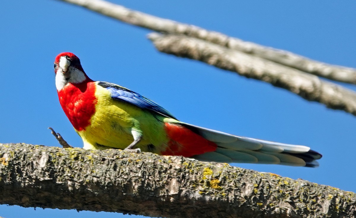 Eastern Rosella - ML599906761