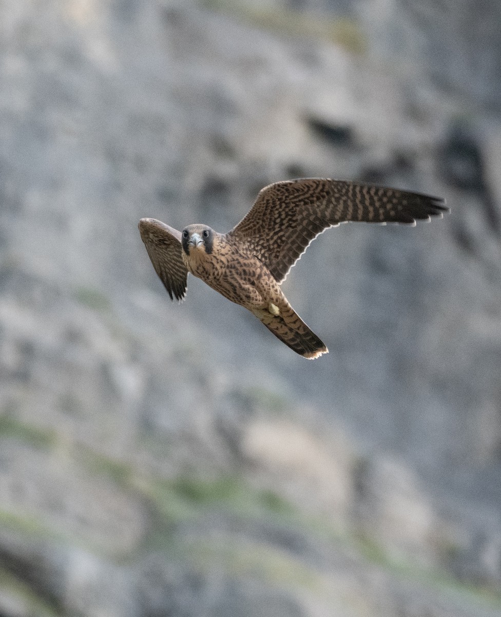 Peregrine Falcon - ML599907011