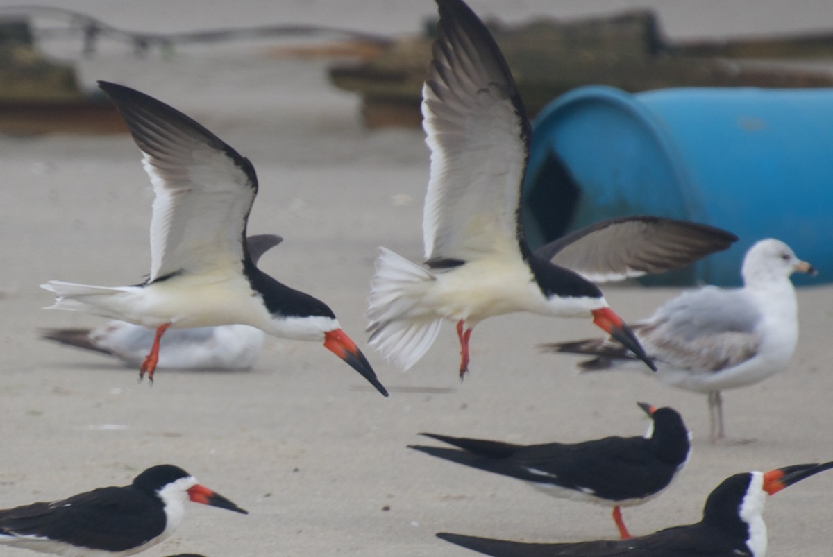 Black Skimmer - ML59990751