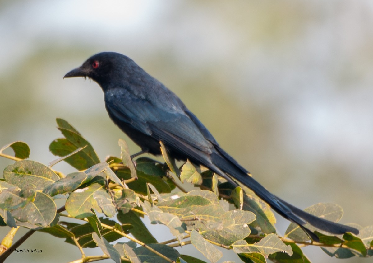 drongo kouřový - ML599907971