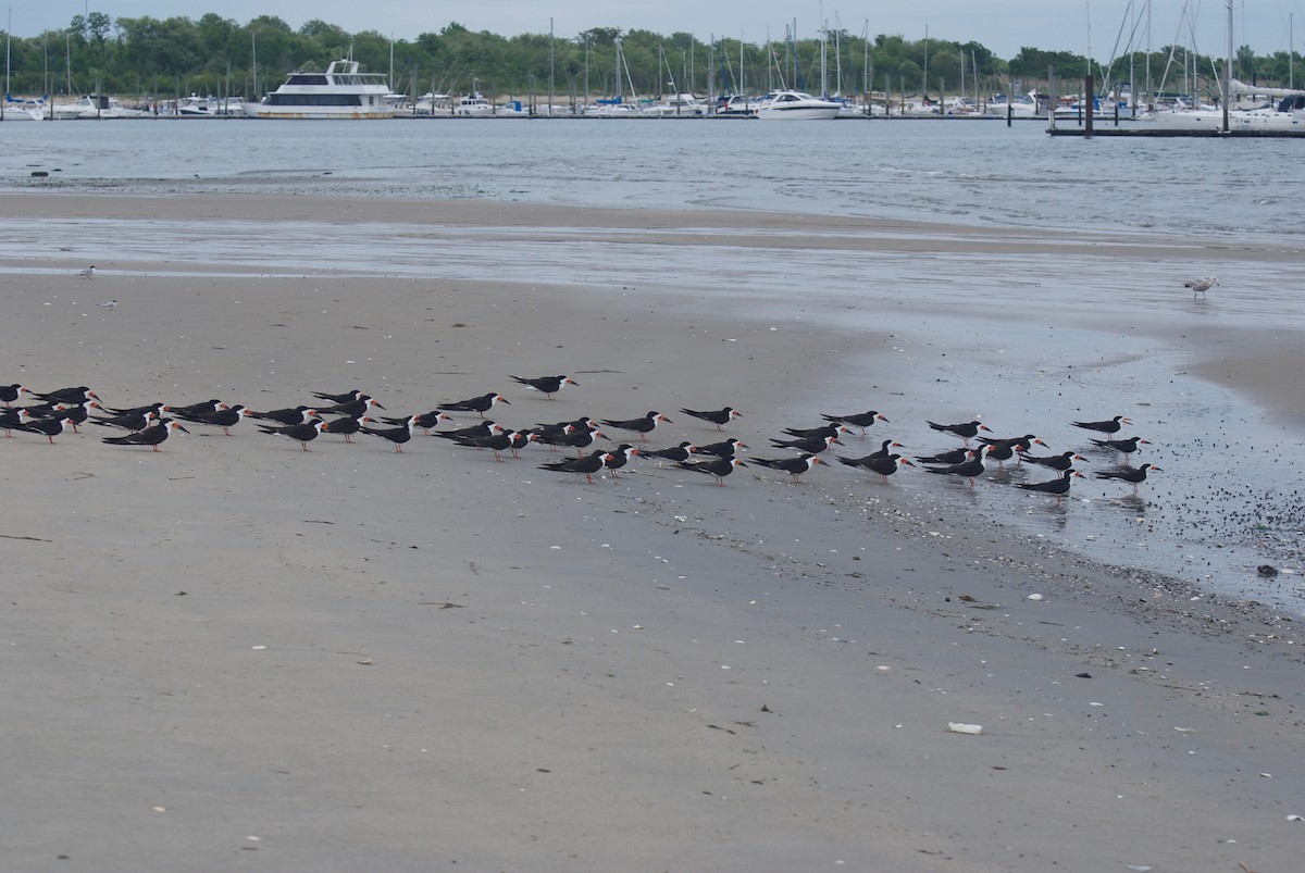 Black Skimmer - ML59990801